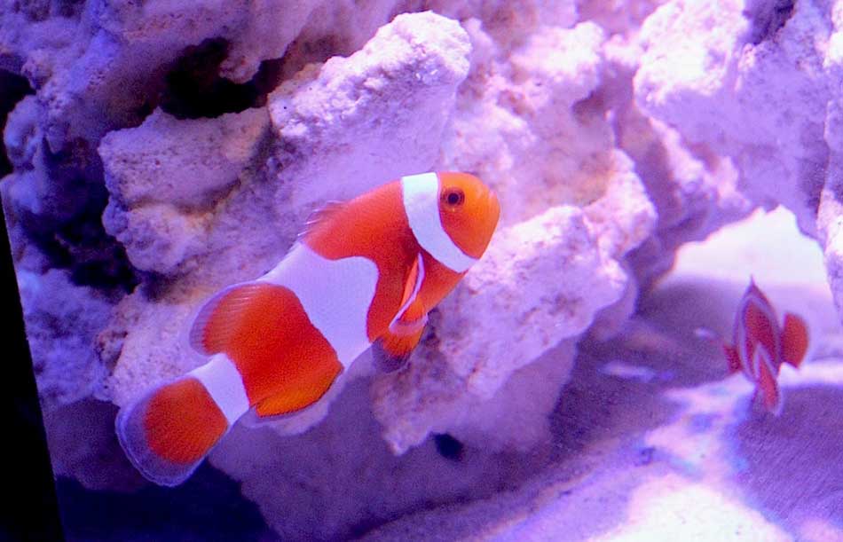 Top 5 Most Expensive Tropical Fish in the World