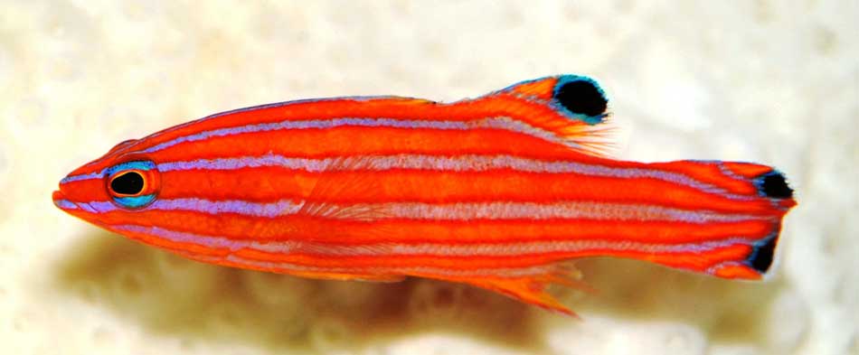 List of Top Ten Most Expensive Tropical Fish in the World