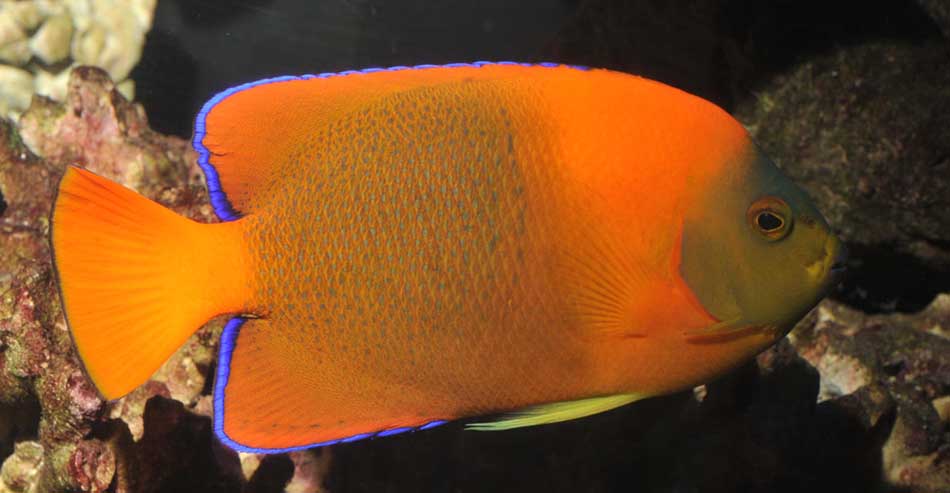 Top Ten Most Expensive Tropical Fish in the World