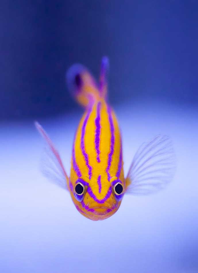 Top Five Most Expensive Tropical Fish in the World