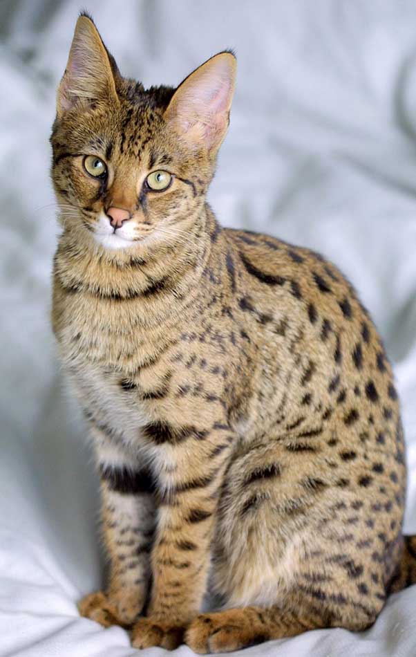 Top 5 Most Expensive Cat Breeds in the World