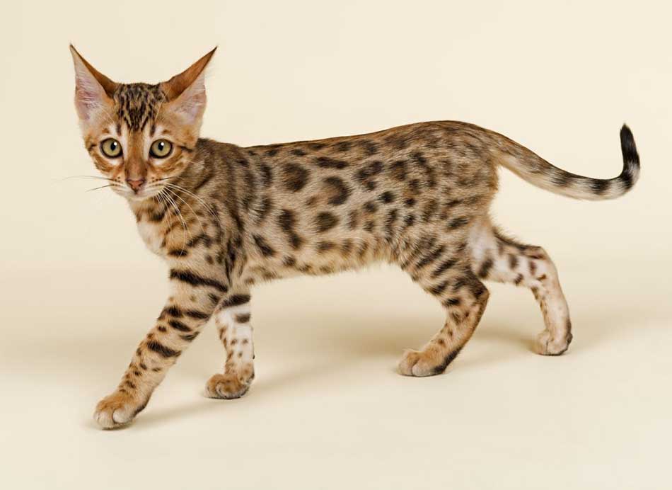 Most Expensive Cat Breed in the World