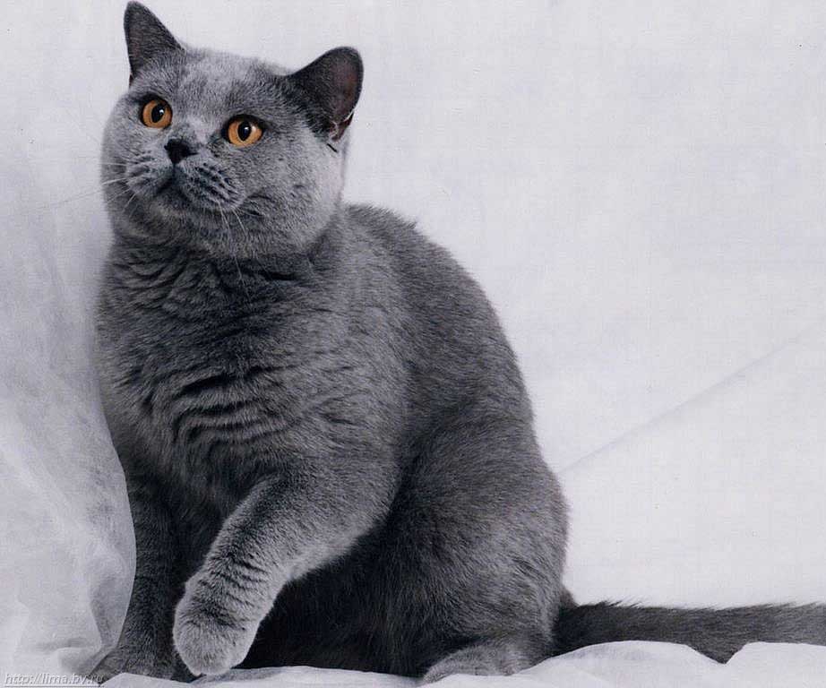 Top 10 Most Expensive Cat Breeds in the World
