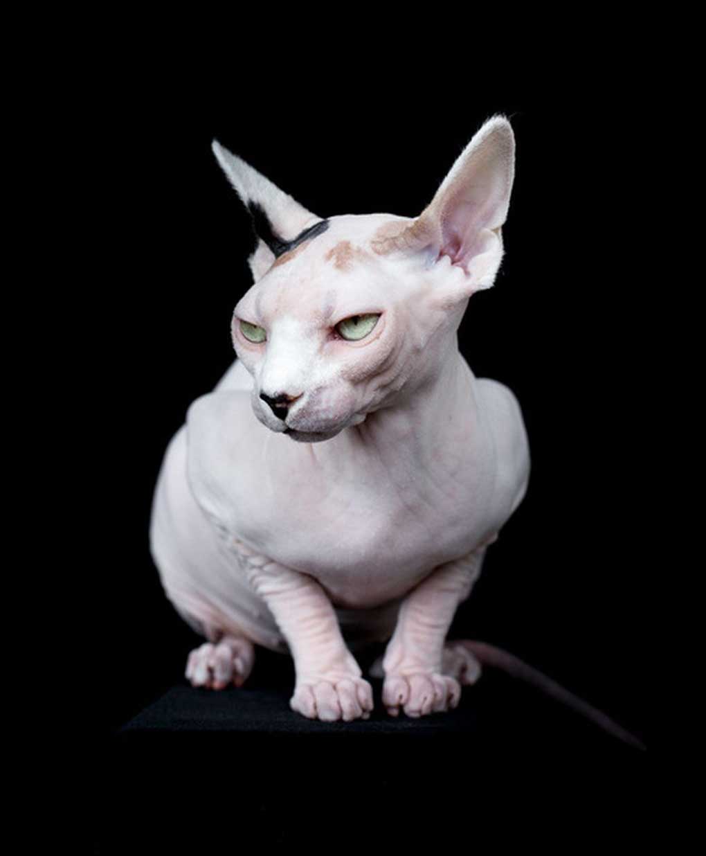 Top Ten Expensive Cat Breed in the World