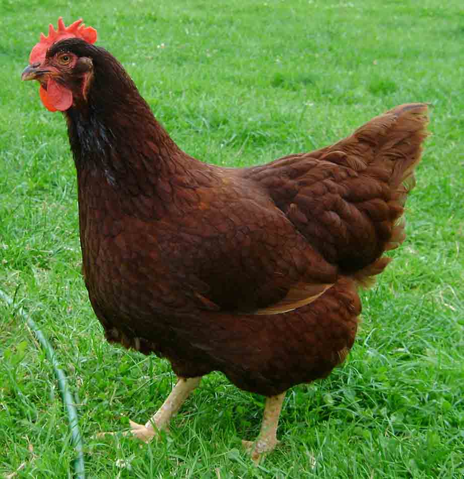 Top Ten Best Egg Chicken Breeds in the World