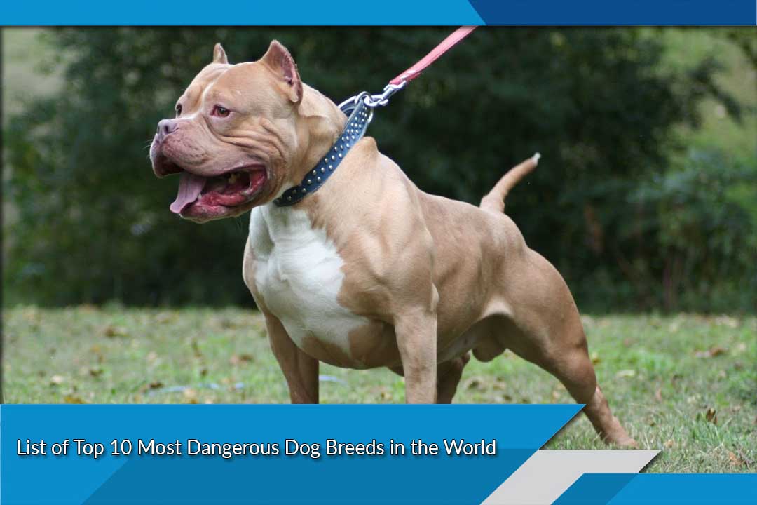 10 most dangerous dog breeds