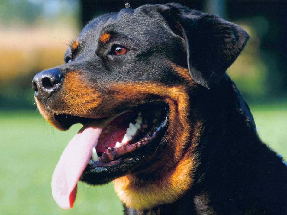 Top 3 Most Dangerous Dog Breeds in the World