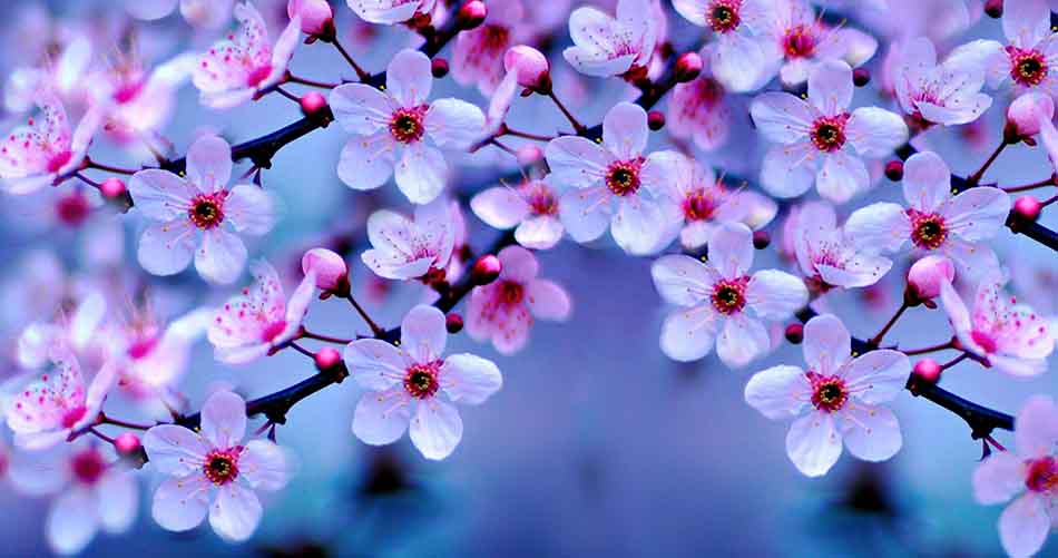 List of Top Ten Most Beautiful Flowers in the World