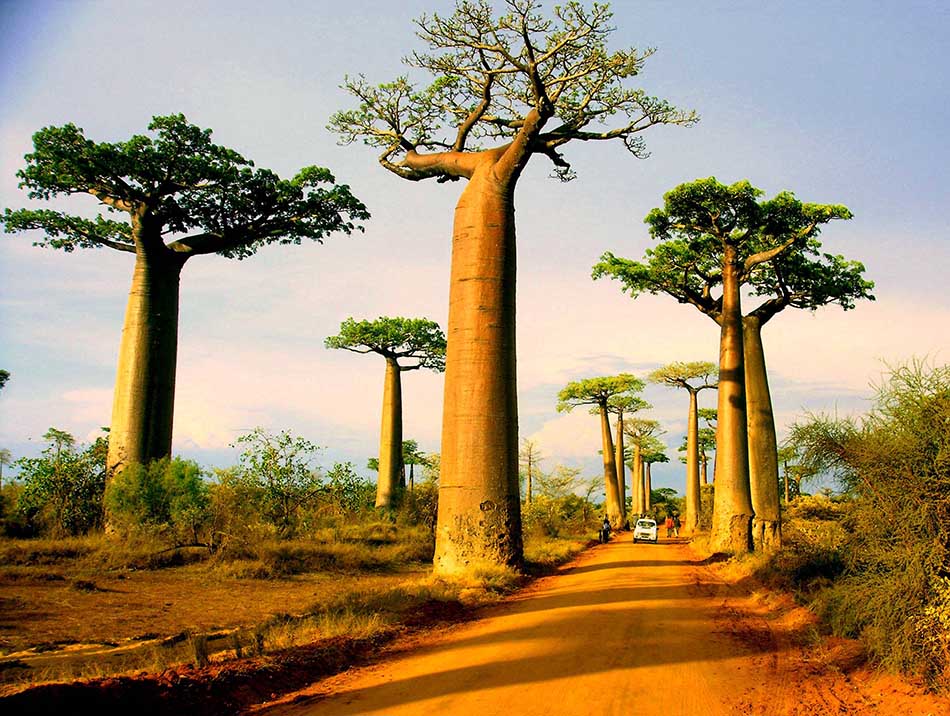 Top 3 Most Beautiful Trees in the World
