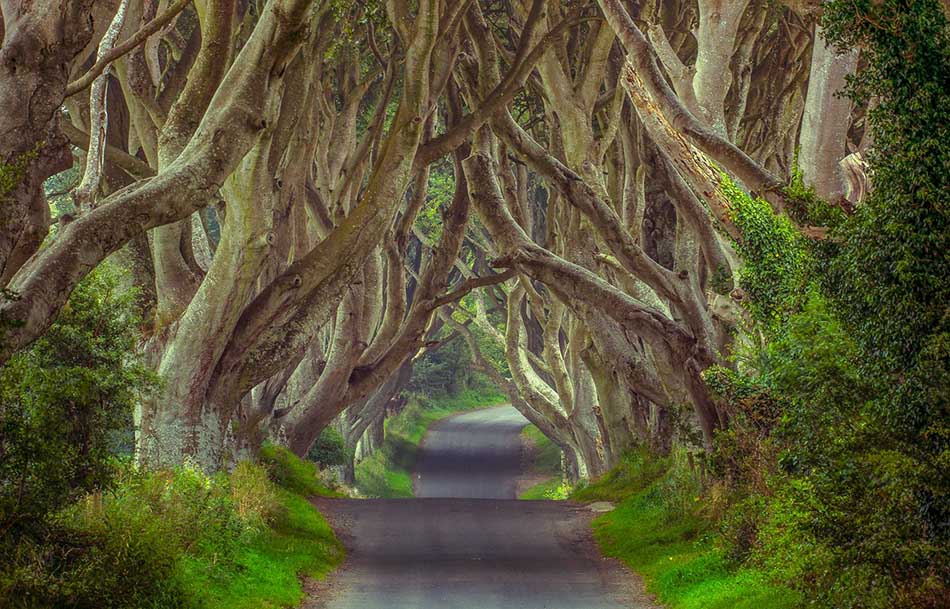 Top Five Most Beautiful Trees in the World