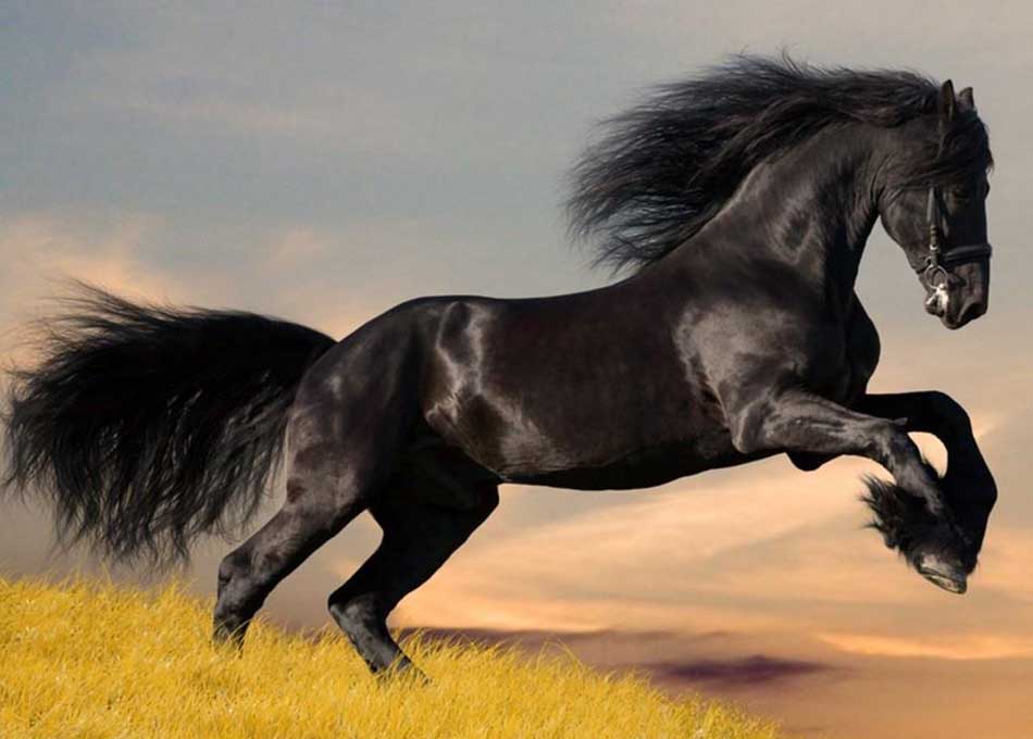 Most Expensive Horse Breed in the World