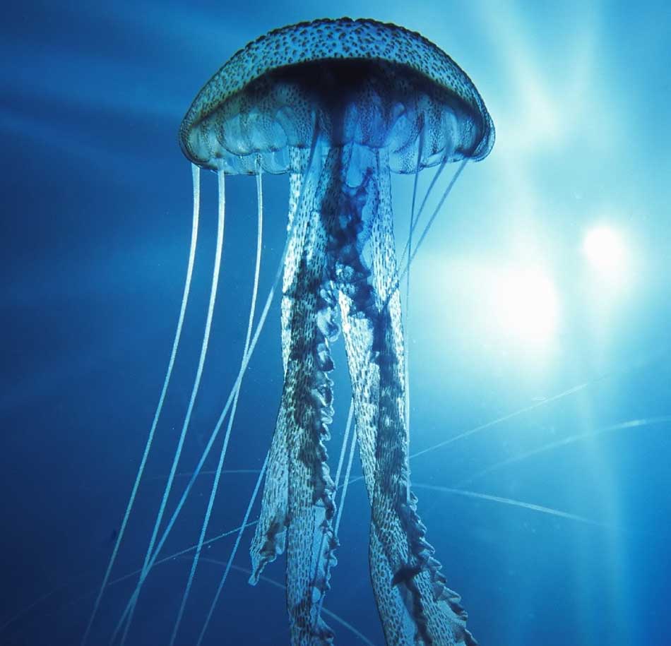 Top 3 Most Beautiful Jellyfish in the World
