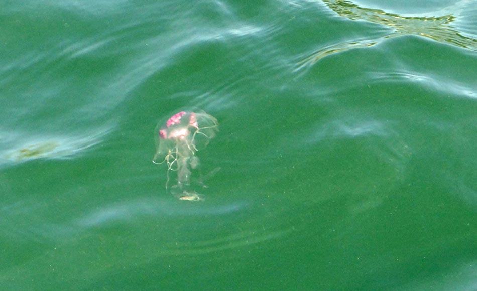 Top 5 Most Beautiful Jellyfish in the World