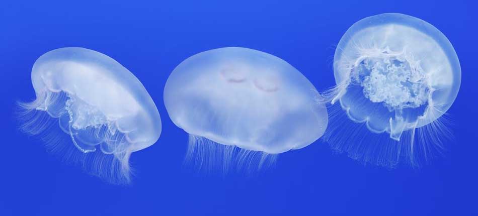 Top 10 Most Beautiful Jellyfish in the World