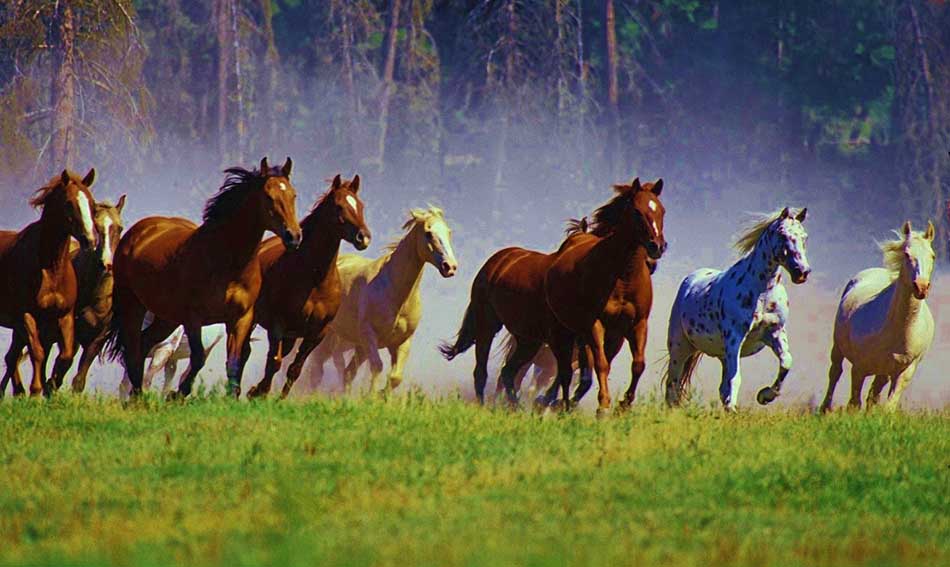 Top Five Most Expensive Horse Breeds in the World