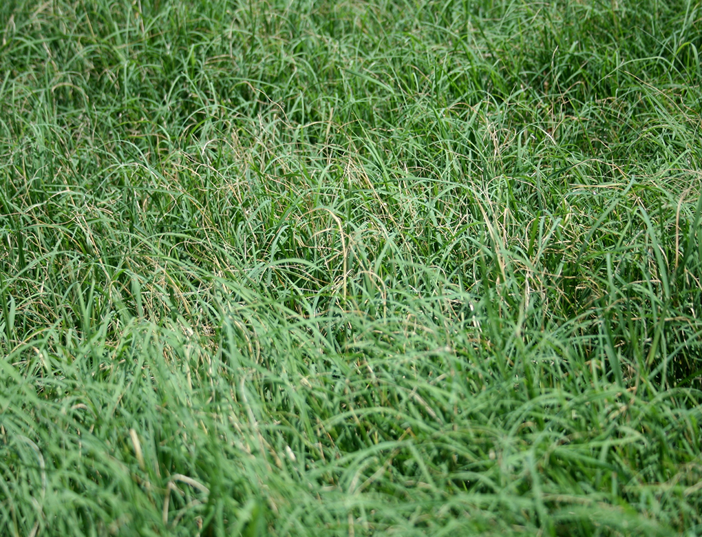Best Kinds Of Grass Ever For Your Yard Highly Rated