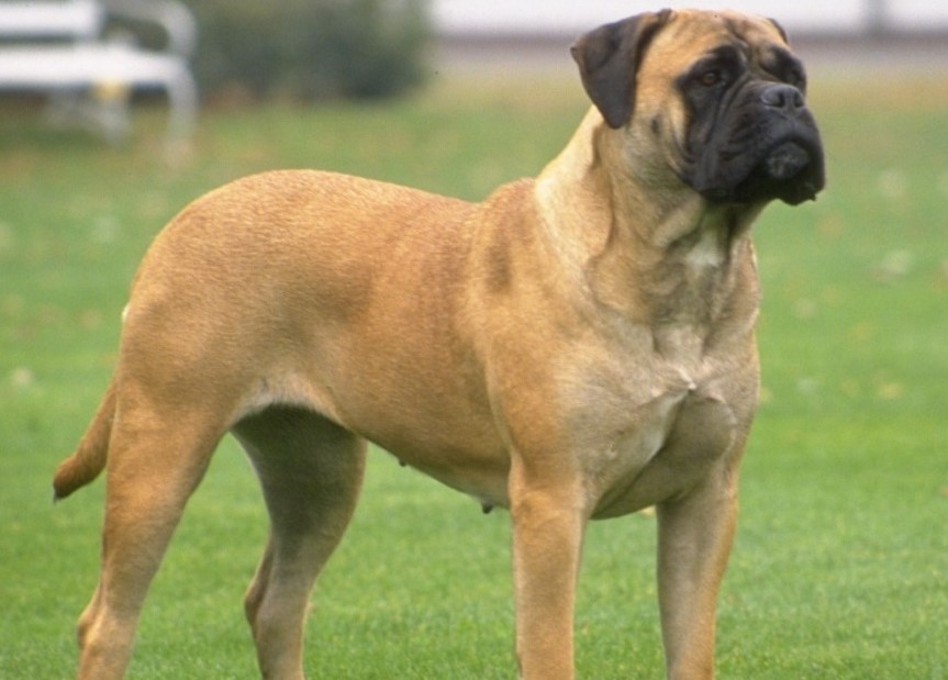 Top Rated Guard Dog Breeds In The World