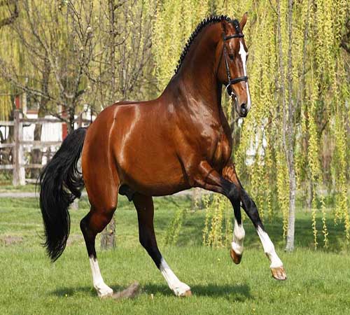 List of Most Expensive Horse Breeds in the World