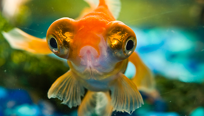 Red Telescope Goldfish